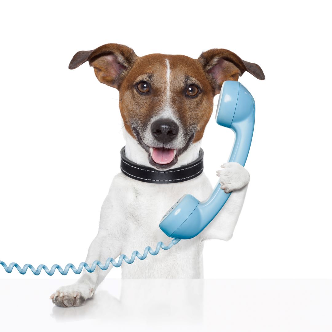 Animal Communication Weekend - Level II