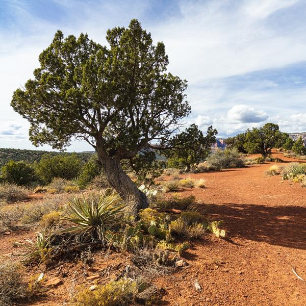 Arcturian Spiritual Lineage Healing Transmission