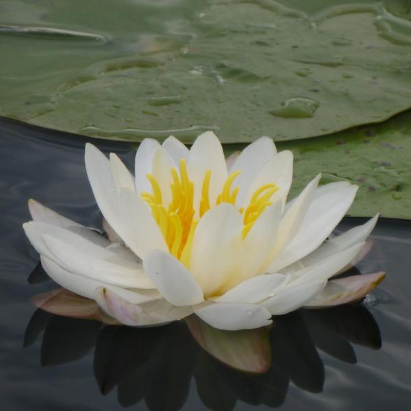 Qualities of Being: A Guided Meditation Series