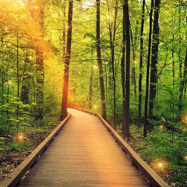 Shamanic Journeying Day