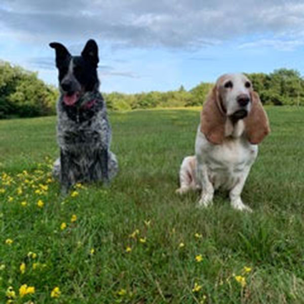 Beginning Animal Communication: Weekend Class