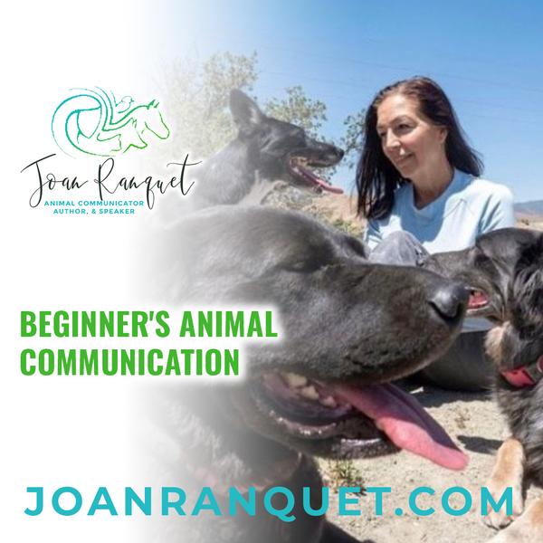 Beginner's Animal Communication