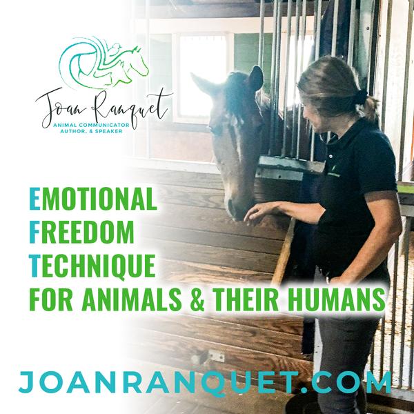 Emotional Freedom Technique (EFT) for Animals & their Humans