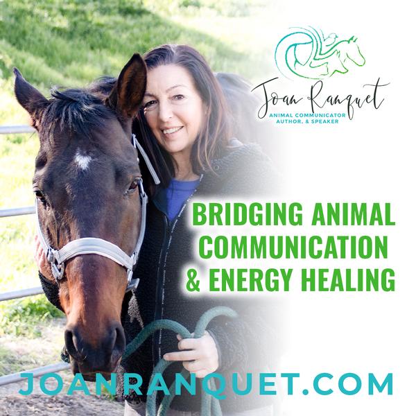 Bridging Animal Communication & Energy Healing