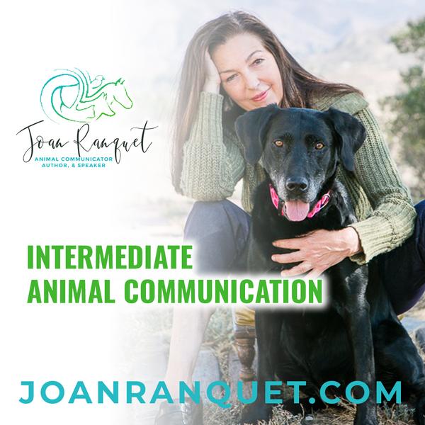 Intermediate Animal Communication