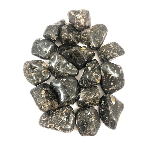 Tumbled Turitella Agate