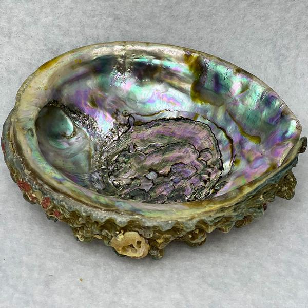 Small Abalone Shell