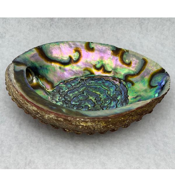 Large Abalone Shell