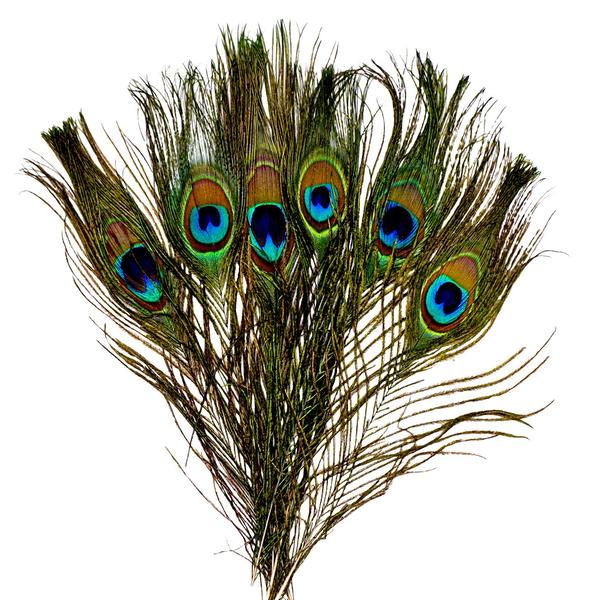 Peacock Feather