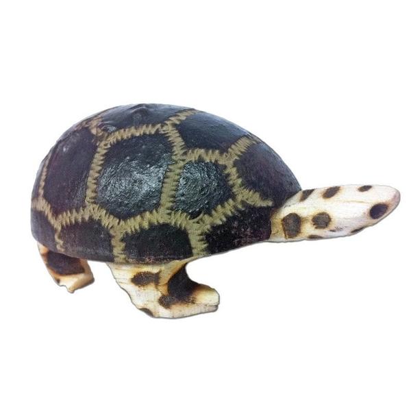 Baby Wingo Tree Nut Turtle Shaker