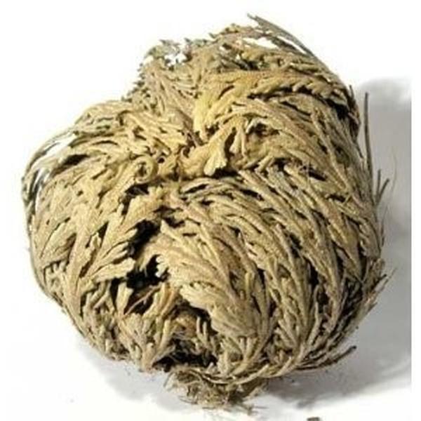 Rose of Jericho, Resurrection Plant