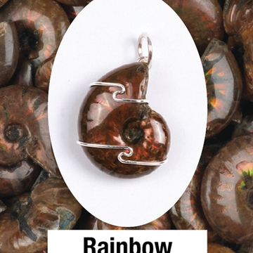Ammonite