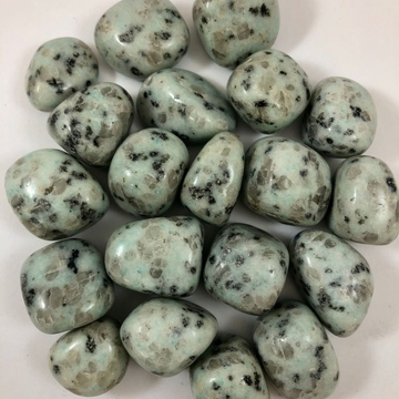 Kiwi Jasper