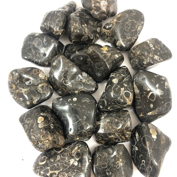 Turitella Agate